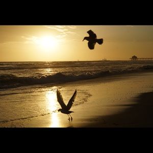 Meet your Posher, Sam